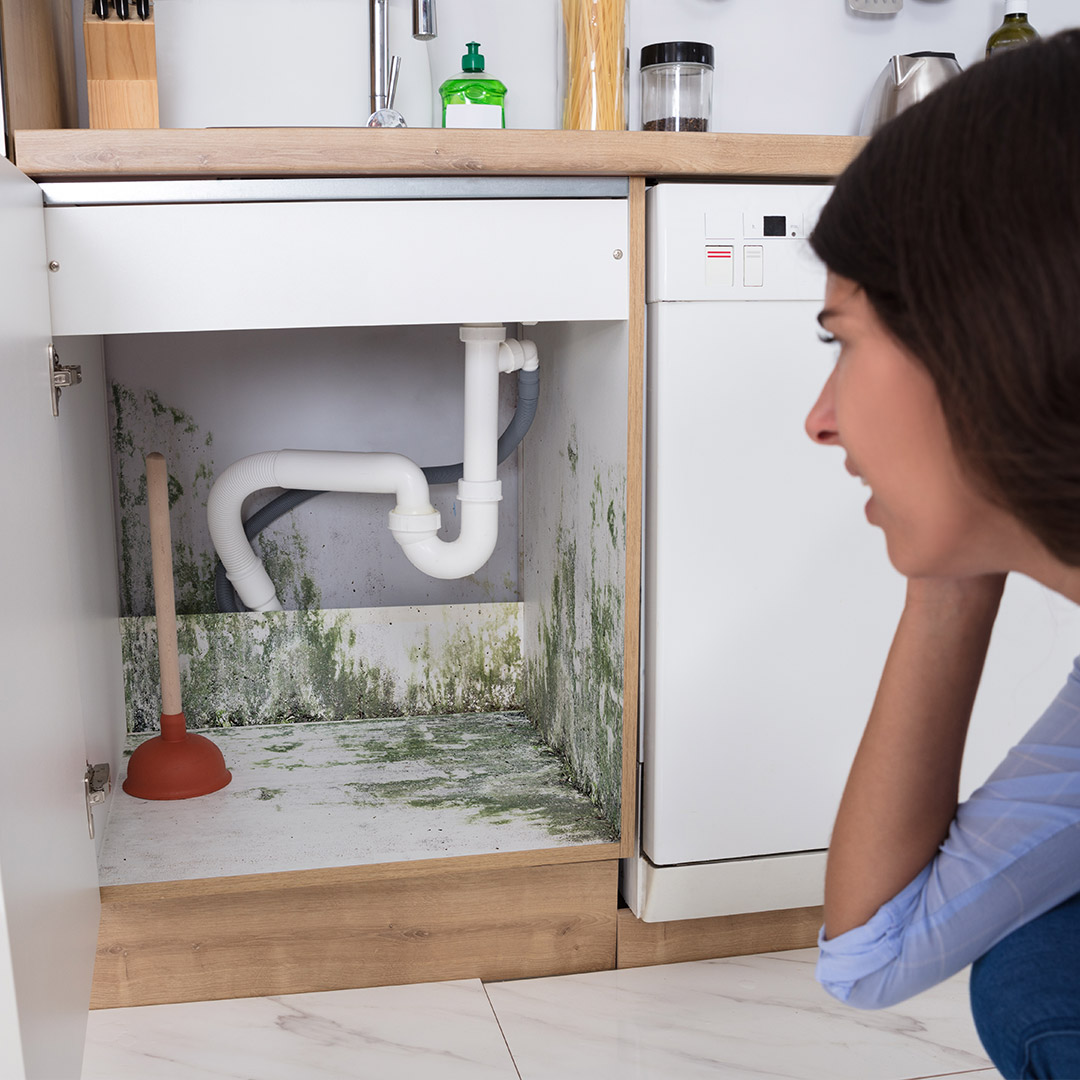 Hurricane Season & Heavy Rain: Tips to Find A Great Mold Company to Help